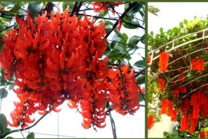 Cây Hoa Móng Cọp Đỏ