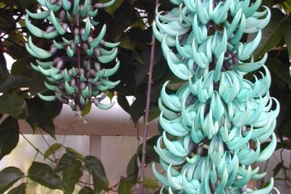 Cây Hoa Móng Cọp Xanh