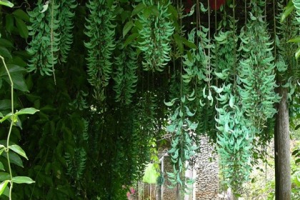 Cây Hoa Móng Cọp Xanh