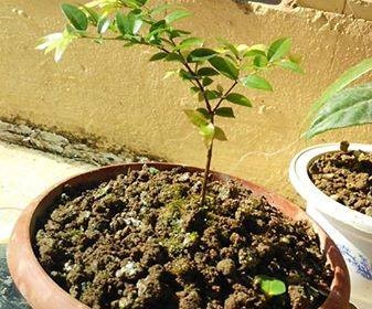 Cây Nho Giống Cao 10-20cm