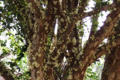 Cây Nho trong bầu