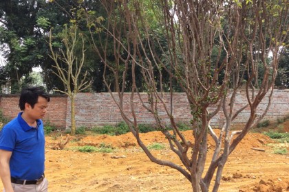 Cây Nho chụp ngày 25/3/2015 tại vườn Hòa Lạc