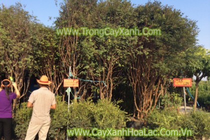 Cây Nho trong bầu