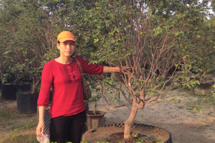 Cây Nho trong bầu
