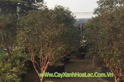 Cây Nho trong bầu