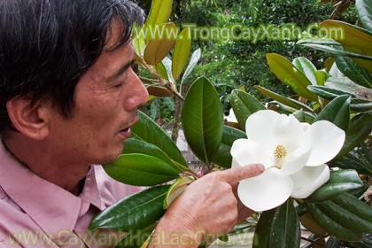 Cây Hoa Sen Đât (Sen Cạn)