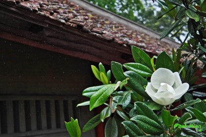 Cây Hoa Sen Đât (Sen Cạn)