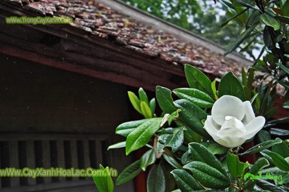 Cây Hoa Sen Đât (Sen Cạn)