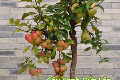 Cây Táo Bonsai