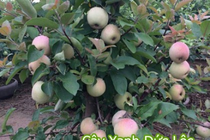 Cây Táo Lê Bonsai Giáng Trực