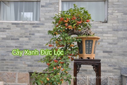 Cây Táo Lê Bonsai Giáng Huyền