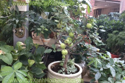Cây Táo Cảnh