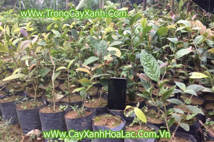 cay-trahoa-vang-che-ban