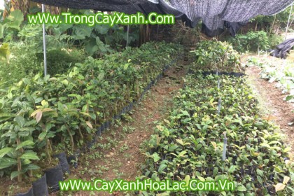 Cây Trà (chè) hoa vàng tại vườn ươm của chúng tôi