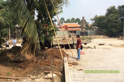 Ảnh đang thi công trồng cây Đa