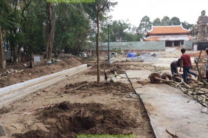 Ảnh thi công trồng Cây Sưa đỏ tại khu di tích Gò Đồng Đa