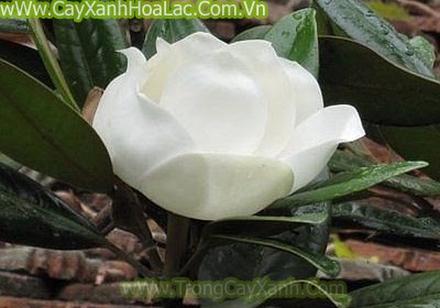 Cây Hoa Sen Đât (Sen Cạn)