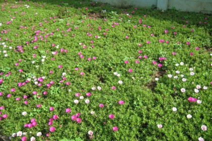 Hoa mười giờ