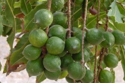 Quả cây Mắc Ca