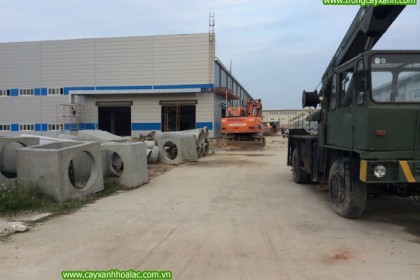 Nhà máy VietPan Pacific trước khi thi công cây xanh
