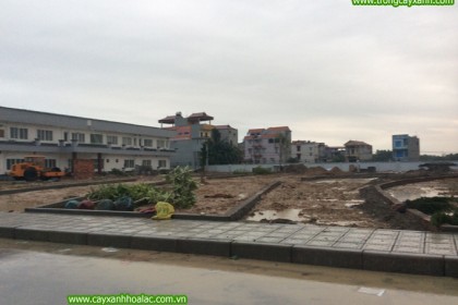 Tập kết cây xanh trước khi trồng cây tại nhà máy VietPan - Bắc Giang