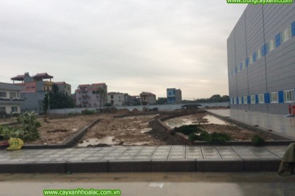 Tập kết cây xanh trước khi trồng cây tại nhà máy VietPan - Bắc Giang