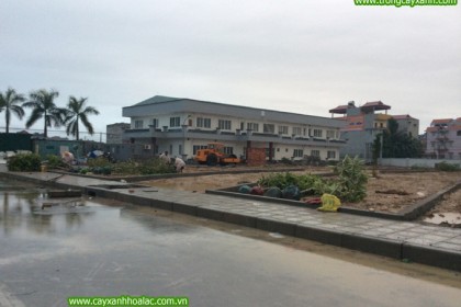 Tập kết cây xanh trước khi trồng cây tại nhà máy VietPan - Bắc Giang