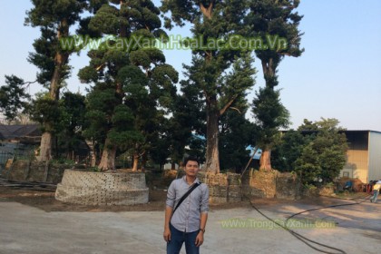 Vườn Tùng La Hán. Nhiều cây lớn