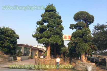 Vườn Tùng La Hán. Nhiều cây lớn