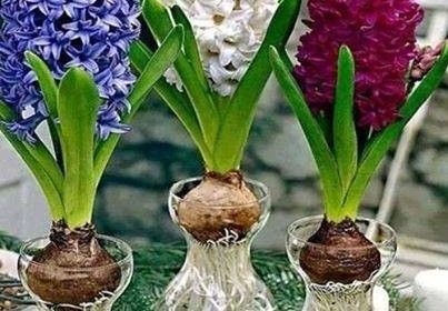 Hoa Tiên Ông để bàn làm việc