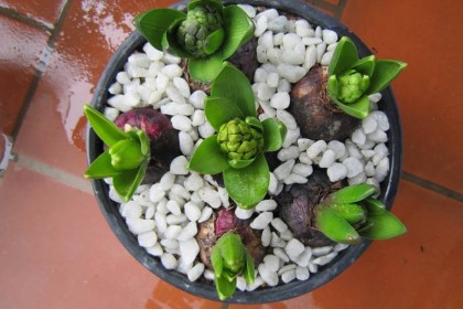 Hoa Tiên Ông để bàn làm việc