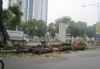 Hàng loạt cây xanh trên đường Nguyễn Trãi bị chặt hạ