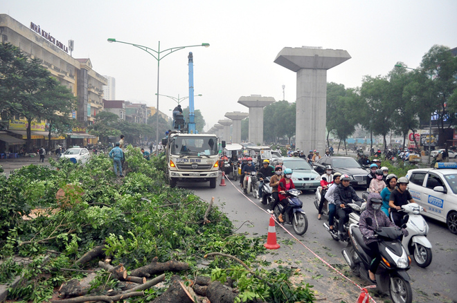 Hàng loạt cây xanh trên đường Nguyễn Trãi bị chặt hạ