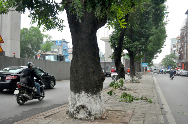 Hàng loạt cây xanh trên đường Nguyễn Trãi bị chặt hạ