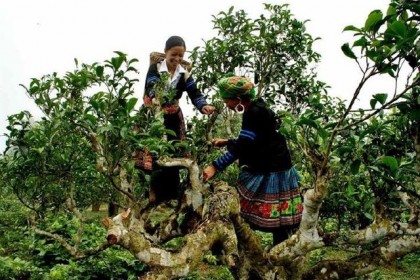 Chè San Tuyết