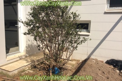 Trồng cây Nho thân gỗ tại khu biệt thự Ecopark