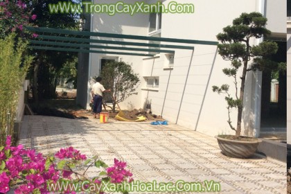 Trồng cây Nho thân gỗ tại khu biệt thự Ecopark