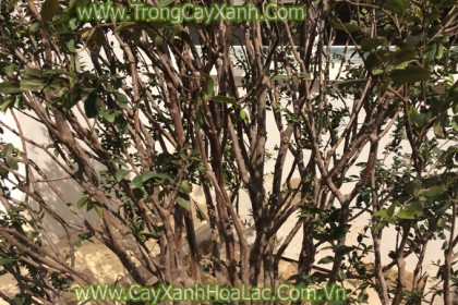 Trồng cây Nho thân gỗ tại khu biệt thự Ecopark