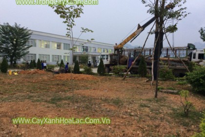Trồng cây xanh cho nhà máy Giấy An Hòa - Tuyên Quang