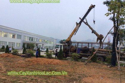 Trồng cây xanh cho nhà máy Giấy An Hòa - Tuyên Quang