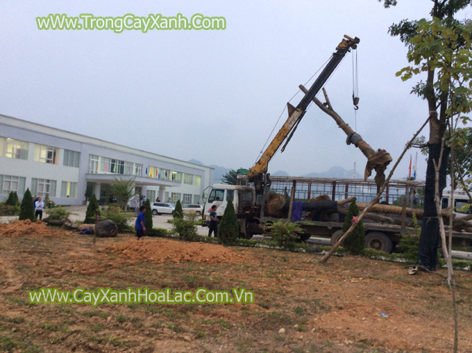Trồng cây xanh cho nhà máy Giấy An Hòa - Tuyên Quang