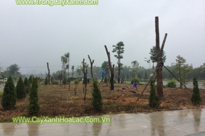 Trồng cây xanh cho nhà máy Giấy An Hòa - Tuyên Quang