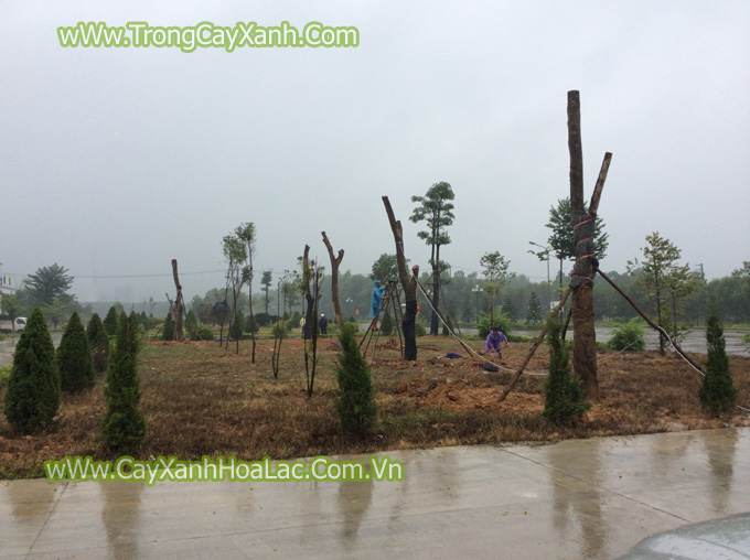 Trồng cây xanh cho nhà máy Giấy An Hòa - Tuyên Quang