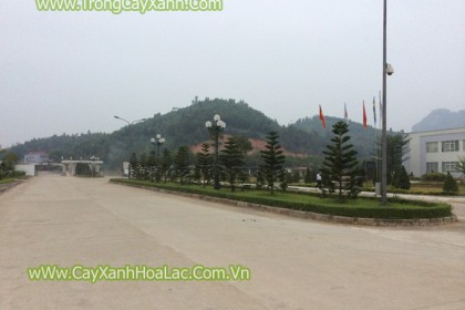 Trồng cây xanh cho nhà máy Giấy An Hòa - Tuyên Quang