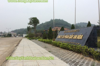 Trồng cây xanh cho nhà máy Giấy An Hòa - Tuyên Quang