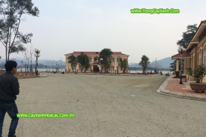 HIện trường đang thi công cây xanh
