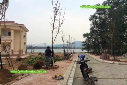 HIện trường đang thi công cây xanh