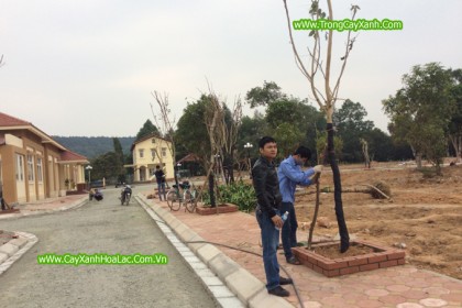 HIện trường đang thi công cây xanh