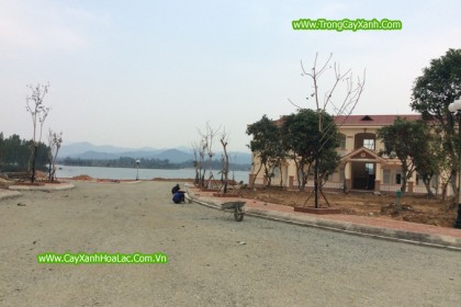 HIện trường đang thi công cây xanh