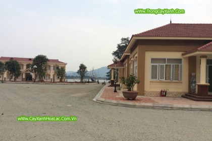 HIện trường đang thi công cây xanh